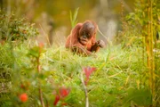 Orang-Utan-Baby Tripa.