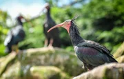 Waldrapp.