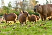 Capybaras (Wasserschwein).