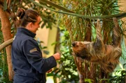 Tierpflegerin Sam im Faultiergehege.