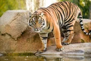 Sumatra-Tiger Kasarna.