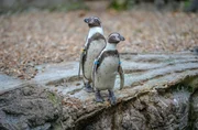 Für die jungen Pinguine ist es an der Zeit, mit den Erwachsenen mitzuschwimmen.