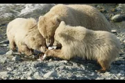 Eine Bärenfamilie macht sich über einen Lachs her.