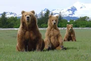Braunbärmutter mit Jungen
