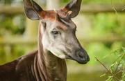Okapi