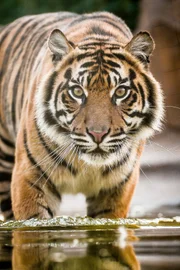 Sumatra-Tiger Kasarna.