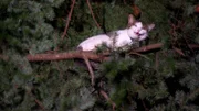 Cat on the tree.