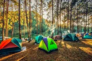Camping and tent under the pine forest in sunset