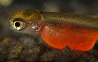 Von allen Lachssorten ist der Rotlachs der wertvollste Fisch seiner Gattung. Von allen Lachssorten ist der Rotlachs der wertvollste Fisch seiner Gattung.