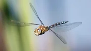 Libelle