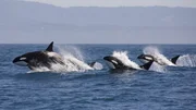 Orcas (Killerwale)