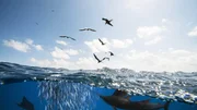 Segelfische auf der Jagd nach Sardinen.