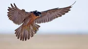 Wanderfalke steht in der Luft.