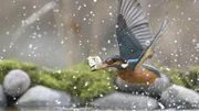 Eisvogelweibchen beim Fischen.