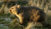 Ein Wombat, ein kleiner bärenartiger Beutelsäuger. Ein Wombat, ein kleiner bärenartiger Beutelsäuger.