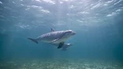 Zwei Große Tümmler schwimmen unter Wasser.