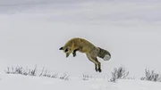 Ein Rotfuchs auf der Jagd im Schnee.