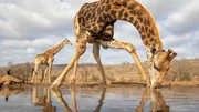 Giraffe beim Trinken.