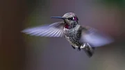 Kolibri schlägt mit den Flügeln.
