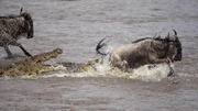 Im Mara-Fluss greift ein Nilkrokodil ein Gnu an.
