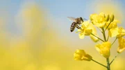 Honigbiene sammelt Pollen