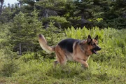 Rex (Diesel vom Burgimwald)