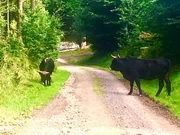 Das Taurus-Rind ist eine Nachzüchtung des Auerochsen aus mehreren Rinderrassen. Es ist wie sein Vorbild besonders widerstandsfähig gegen Wind und Wetter und wehrhaft gegen tierische Angreifer. Außerdem benötigt es keine Klauenpflege, es kann dadurch vollständig wild leben