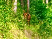 Das Taurus-Rind ist eine Nachzüchtung des Auerochsen aus mehreren Rinderrassen. Es ist wie sein Vorbild besonders widerstandsfähig gegen Wind und Wetter und wehrhaft gegen tierische Angreifer. Außerdem benötigt es keine Klauenpflege, es kann dadurch vollständig wild leben