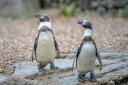 Für die jungen Pinguine ist es an der Zeit, mit den Erwachsenen mitzuschwimmen.