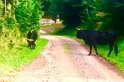 Das Taurus-Rind ist eine Nachzüchtung des Auerochsen aus mehreren Rinderrassen. Es ist wie sein Vorbild besonders widerstandsfähig gegen Wind und Wetter und wehrhaft gegen tierische Angreifer. Außerdem benötigt es keine Klauenpflege, es kann dadurch vollständig wild leben.
