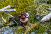 Pygmy hippopotamus, pigmy hippo, hippo