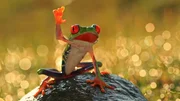 A frog