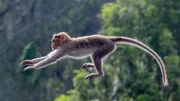 A monkey