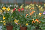 Das bunte Ergebnis der Orchideenzucht.