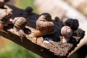 Die Schnecken von Andreas Gugmuck