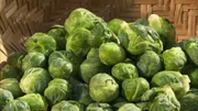 Rosenkohl (Brassica oleracea).