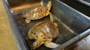 Rehabilitated turtles in a transport bin.