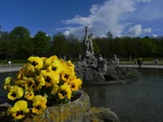 Gelbblühendes Stiefmütterchen aus der Gattung der Veilchen im Schlosspark Weikersheim.