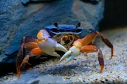 Underwater closeup picture of the mangrove ( rainbow ) crab in the ocean coral reef.