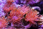 red sea anemones on the rocks