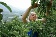 Die Südtiroler Bäuerin Ulrike Laimer in ihrer Apfelplantage.