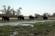 Elefantenherde in Botswana.