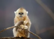 Ein junger Goldstumpfnasenaffe kann in den abgelegenen Bergwäldern Chinas nur überleben, wenn er bei seiner Familie ist.