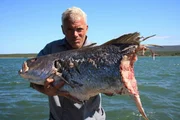 Jeremy Wade with half eaten cod that was eaten by a Zambezi Shark.