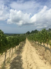 Vineyard