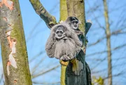Silbergibbons.