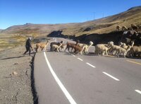 Einsam ist es am höchsten Punkt der Transoceánica auf 4.725 Meter. Nur ein Hirte mit einigen Dutzend Lamas kreuzt den Asphalt. Einsam ist es am höchsten Punkt der Transoceánica auf 4.725 Meter. Nur ein Hirte mit einigen Dutzend Lamas kreuzt den Asphalt.