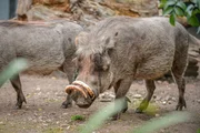 Warzenschwein.