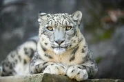 A white Snow leopard lies with piercing yellow eyes