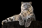 Frontal Portrait of Snow Leopard